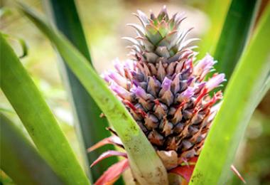 Нахальный бразилец ананас: в чем его польза и вред?