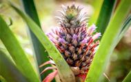 Нахальный бразилец ананас: в чем его польза и вред?
